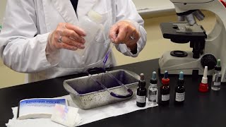 How to Perform a Gram Stain  MCCC Microbiology [upl. by Lissi386]