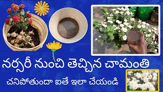 How to Save the Chrysanthimum Plantనర్సరీ నుంచి తెచ్చిన చామంతిని చనిపోకుండా ఎలా కాపాడుకోవాలిచామంతి [upl. by Ailecnarf]