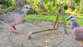 Easy Way to Bird trap from natural garden [upl. by Nive]