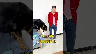 真的是一点面子都不给母老虎啊 一坨 罗威纳 罗威纳护卫犬 rottweiler 向威 funny 宠物 [upl. by Leryt]