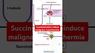 Succinylcholineinduce malignant hyperthermia [upl. by Azal]