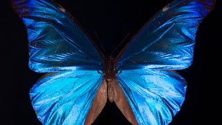 What Gives the Morpho Butterfly Its Magnificent Blue  Deep Look [upl. by Hayilaa]