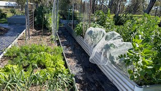 Spring Garden Tour  Harvest  Australian Homestead  Mid North Coast [upl. by Nnarefinnej57]