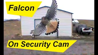 Falcon on Security Cam at Spaceport [upl. by Waylen497]