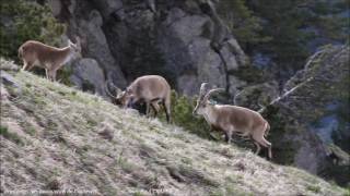 Printemps des bouquetins de Cauterets [upl. by Viridi]