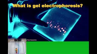 Biotechnology Intro and Gel Electrophoresis IB Biology [upl. by Acitel673]