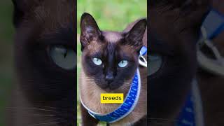 Amazing Facts About Tonkinese Cats You Need to Know [upl. by Warford]