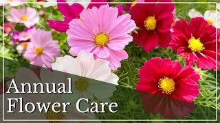 Annual Flower Care  How To Grow Annuals  Caring for Annual Flowers  Summer Flower Gardening Tips [upl. by Leirbag]