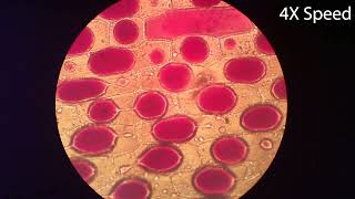 Osmosis in Onion Cells [upl. by Eduard324]