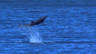 Spinner dolphins near Fernando de Noronha Brazil [upl. by Irwinn118]