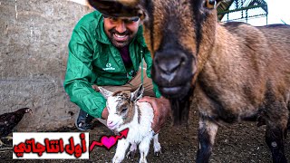 لون جديد من الماعز القزم في المزرعة🐐 استحمام الكلب بيمبو🐕 [upl. by Osman643]