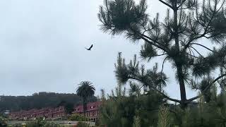 Presidio amp Golden Gate Bridge On A Foggy Day vlog sanfrancisco bayarea bridge [upl. by Atinod]