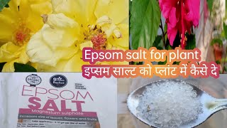 Epsom salt for plantepsom salt for plant how to useepsom salt benefitsepsom salt [upl. by Thinia]