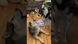 Howling for Holing Sake howlingdogs malamutelovers alaskanmalamutes [upl. by Leontyne]