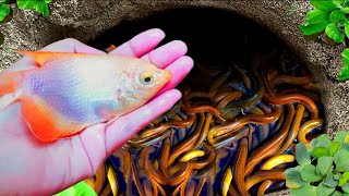 WowCatching Strange Fish In Giant Surprise Colorful koi Kim Kim Fish Three Tailed Fish Catfish617 [upl. by Annavas]