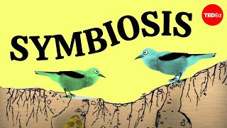 Symbiosis A surprising tale of species cooperation  David Gonzales [upl. by Ahsieat]