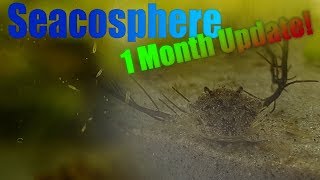 Huge Natural Saltwater Ecosphere  1 month update  Full of life [upl. by Dichy]