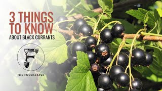 Three things to know about blackcurrants [upl. by Boles119]