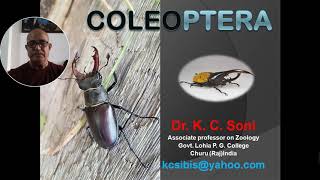 COLEOPTERA  CLASSIFICATION [upl. by Ettenajna]