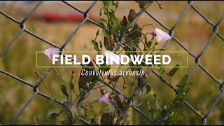 Field Bindweed [upl. by Melita]