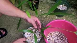 How to Repot a Cycad [upl. by Reggis]