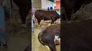 Hereford 1145kg agro brasil bbq steak eating food gaucho [upl. by Ostler]