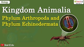 Kingdom Animalia Phylum Arthropoda and Phylum Echinodermata  iKen  iKen App  iKen Edu [upl. by Quillon]