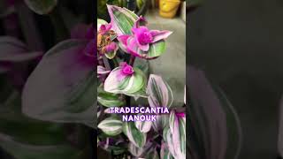 Tradescantia Nanouk in full bloom [upl. by Ayojal]