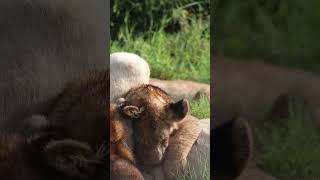 Lion Cubs Dont Want to Leave Mom  Lion Sands  South Africa wildlife krugernationalpark lion [upl. by Enayd]