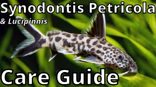 Synodontis Petricola amp Lucipinnis Care Guide [upl. by Ahsiya]