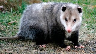 15 Amazing Facts about the Opossum [upl. by Jessie]