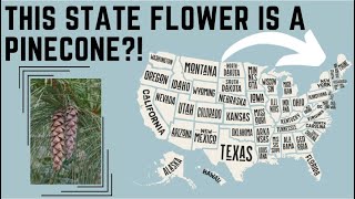 Every US State Flower 🌸 Find Your State Here 🇺🇸 [upl. by Baudin]