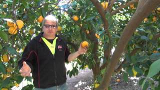 Navel orange pruning with Darren Minter Part 2 [upl. by Roeser]