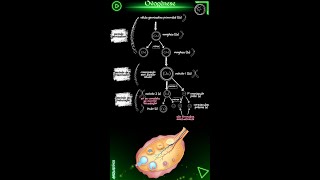 Ovogênese biologia [upl. by Ainegue]