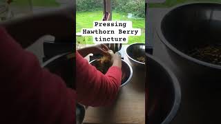 Pressing Hawthorn Berry tincture Hawthorn DdraenenWen TincturePressing [upl. by Arlene]