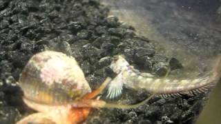 Cone Snail video [upl. by Elsey]