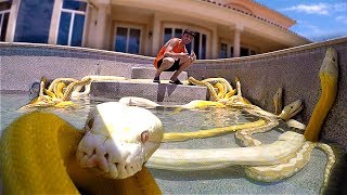 I Filled my Swimming Pool with GIANT SNAKES scary [upl. by Rickard]