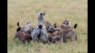 OVER 6 MILLION VIEWS Pregnant zebra mares battles hyena clangraphic content [upl. by Yxor]