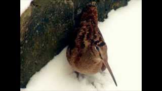 Une bécasse des bois dans mon jardin à Romsée Liège Belgique  Uma galinhola  A woodcock [upl. by Ecinej]