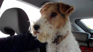 Ready to Roll  Abby Wire Fox Terrier [upl. by Ecinuahs]