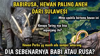 MISTERI BABIRUSA  Hewan Paling Aneh dari Sulawesi [upl. by Sammie]