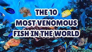 The 10 Most Venomous Fish in the World [upl. by Yaj86]