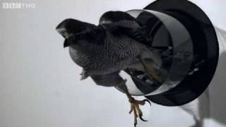 Goshawk Flies Through Tiny Spaces in SloMo  The Animals Guide to Britain Episode 3  BBC Two [upl. by Htebazile]