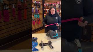 What to know about harnesses collars and leashes for dogs [upl. by Welles]