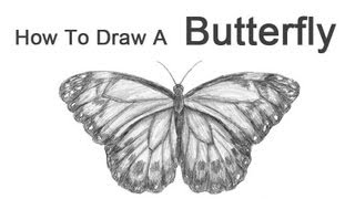 How to Draw a Butterfly [upl. by Aicenaj]