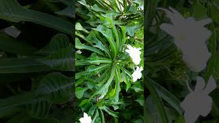 🌻☆⁵•¹◇³⁴⁵ ▪︎ Nag Champa Fiddle Leaf Plumeria Plumeria pudica  Observed in Description [upl. by Luz]