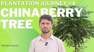 plantation journey 4  plantation of chinaberry tree  dharaik  دھریک کی شجر کاری [upl. by Odine409]