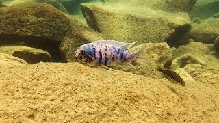 Metriaclima Zebra MCAT  Chizumulu Island  Lake Malawi [upl. by Dalenna]