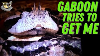 The Gaboon Viper Master of the Ambush Strike [upl. by Corey]