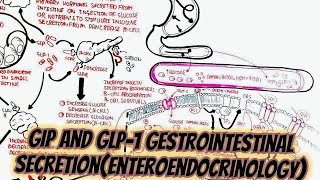 GIP and GLP1 Gestrointestinal SecretionEnteroendocrinology umerfarooqbiology7083 [upl. by Leontyne55]